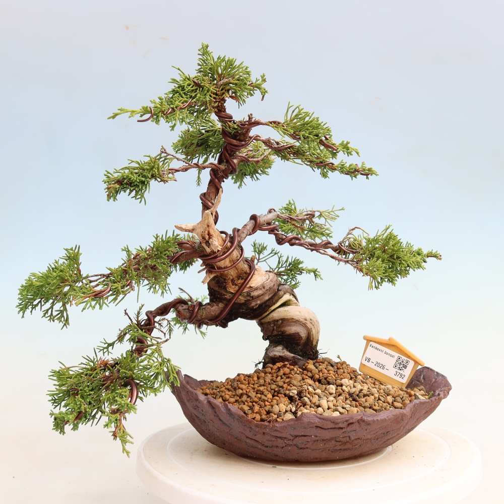 Bonsaï d'extérieur - Juniperus chinensis Itoigawa-Juniperus chinensis