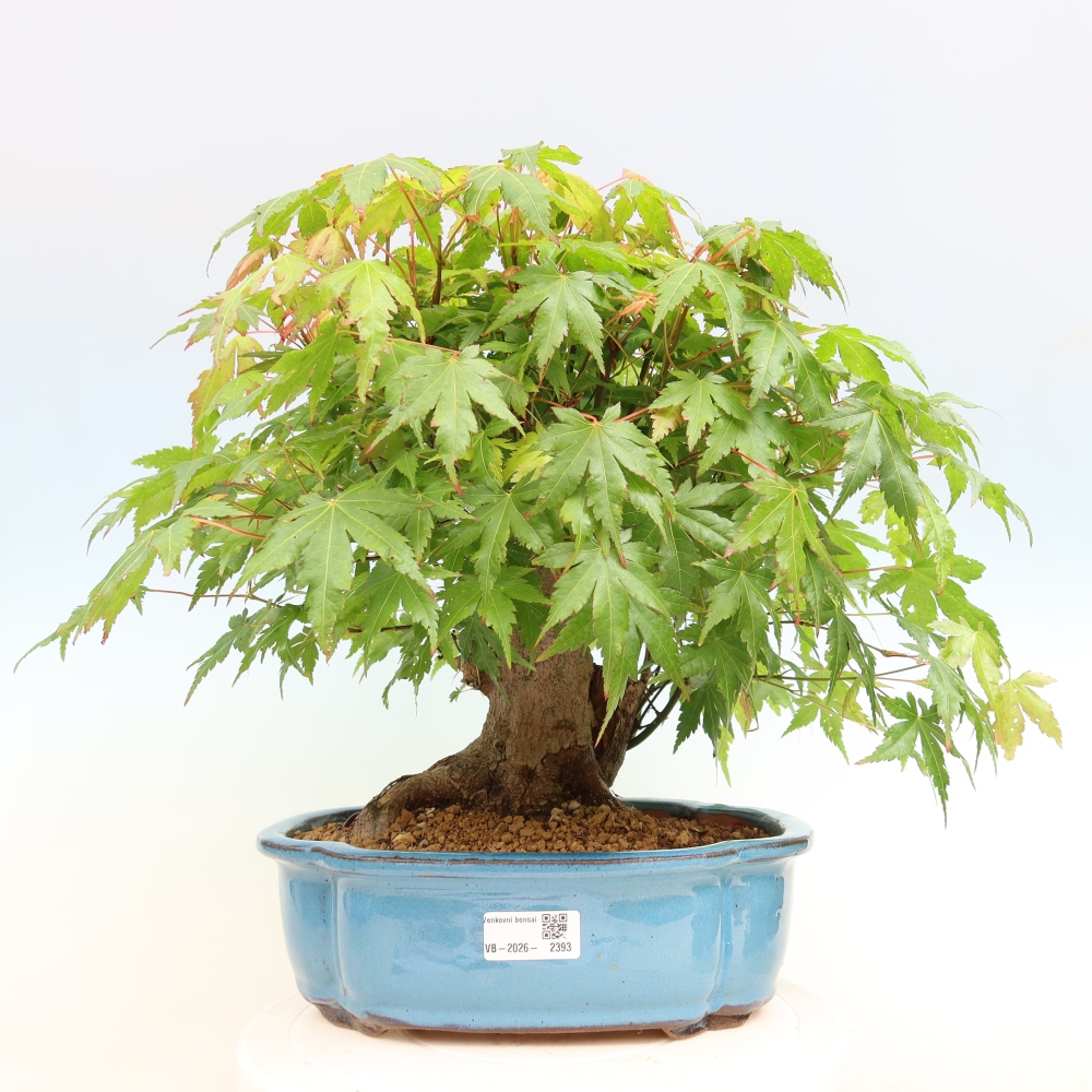 Bonsaï d'extérieur - Maple Burger - Acer Burgerianum