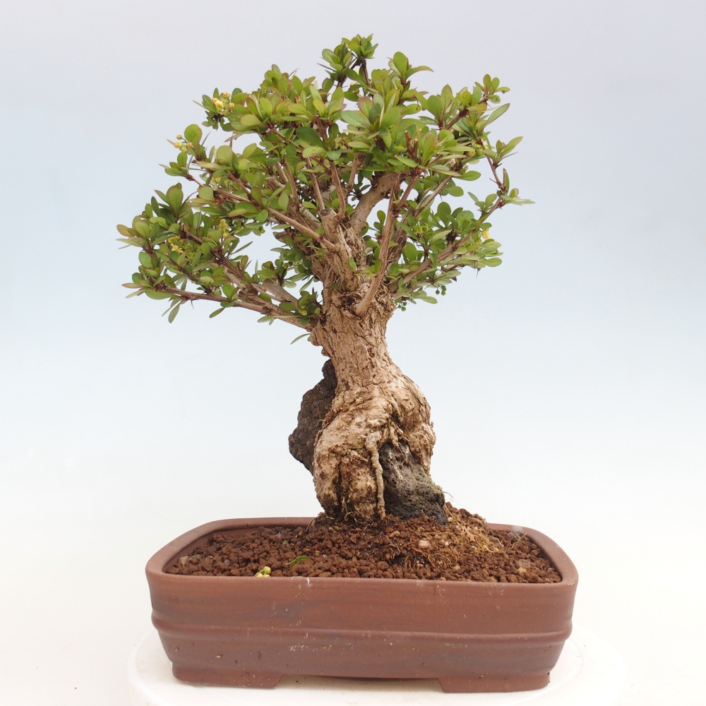 Bonsaï d'extérieur - Berberis coreana