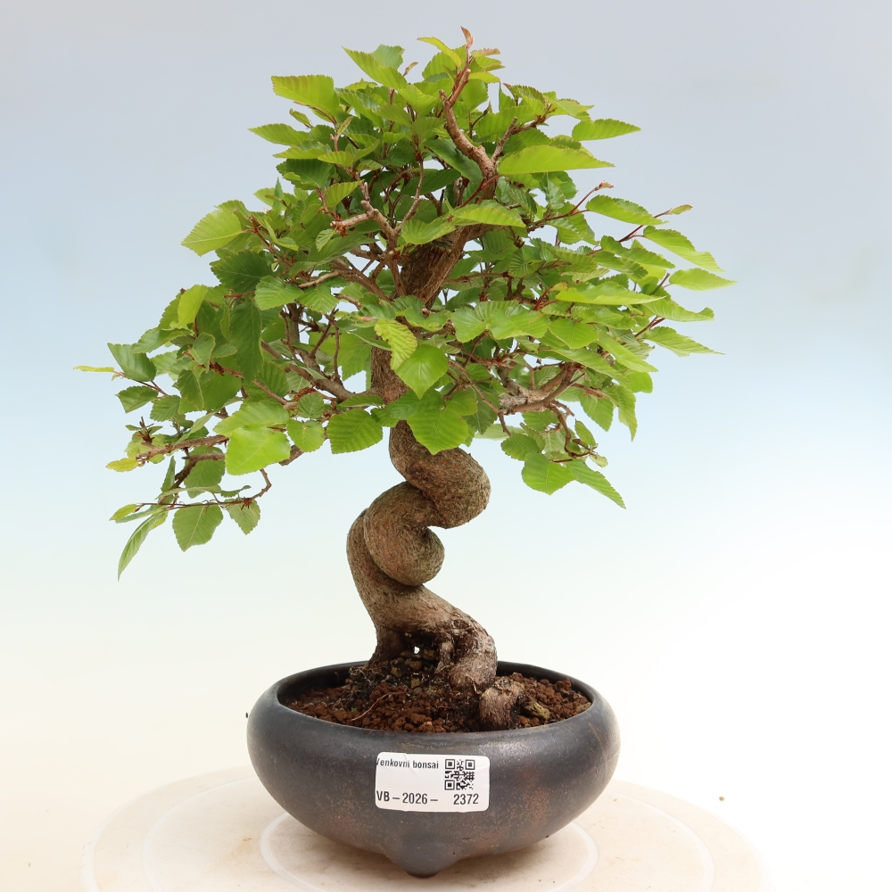 Bonsaï d'extérieur -Carpinus Coreana - Charme de Corée