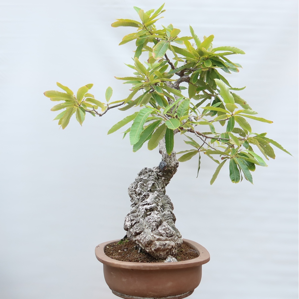 Bonsaï d'extérieur - Quercus castaneifolia  - Chêne à feuilles de châtaignier