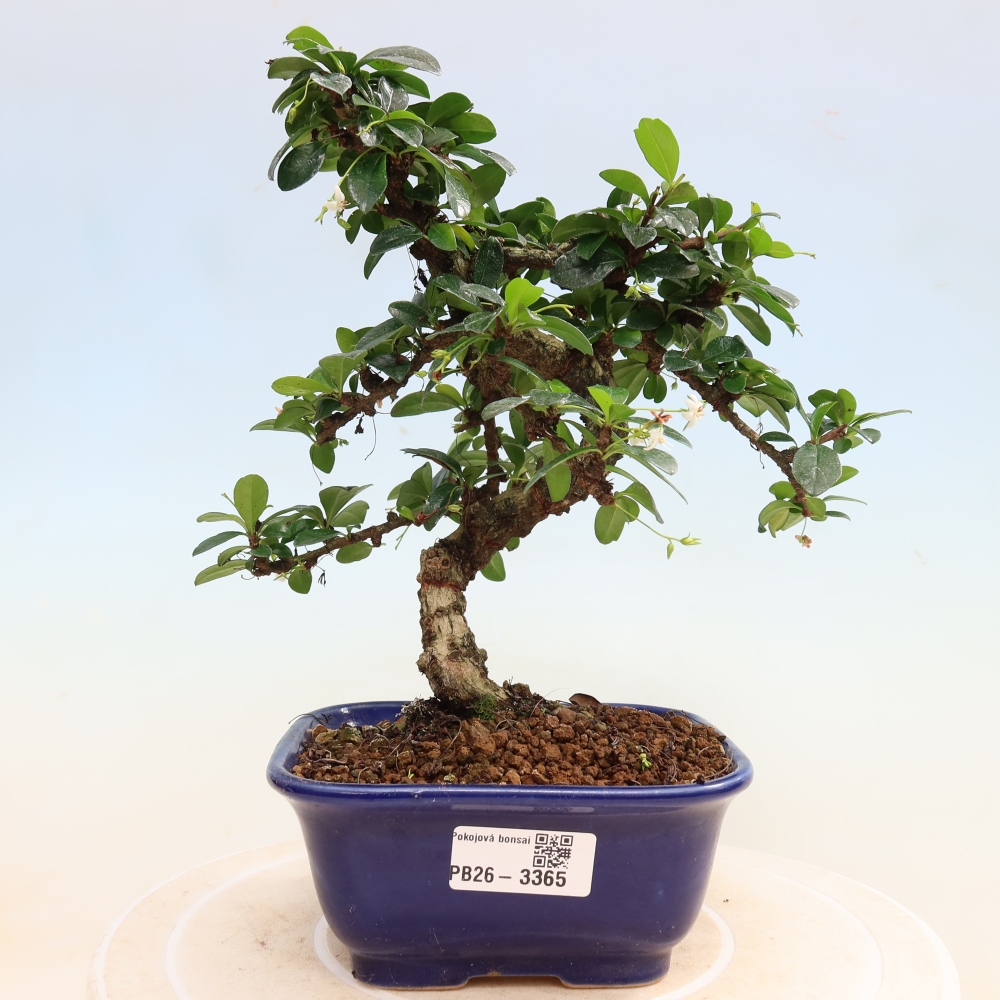 Bonsaï de chambre - Carmona macrophylla - Tea fuki