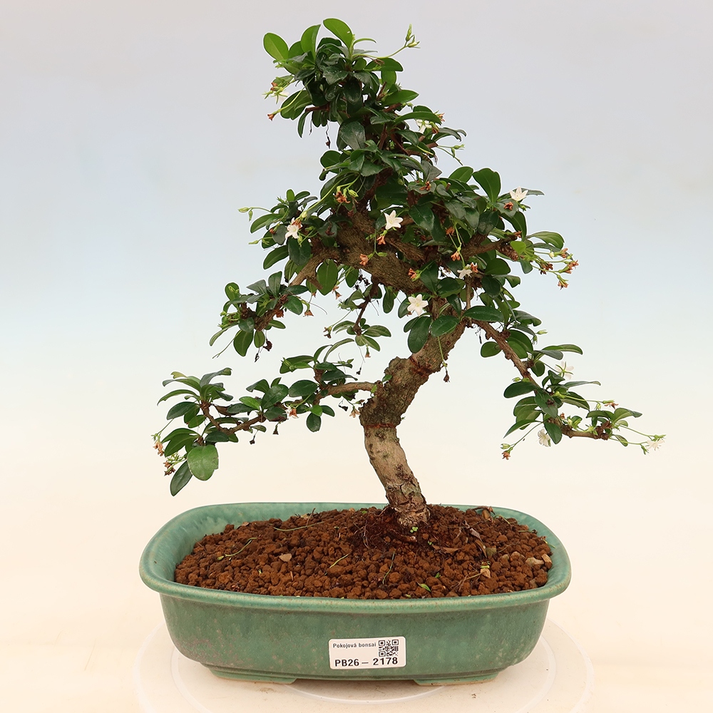 Bonsaï de chambre - Carmona macrophylla - Tea fuki