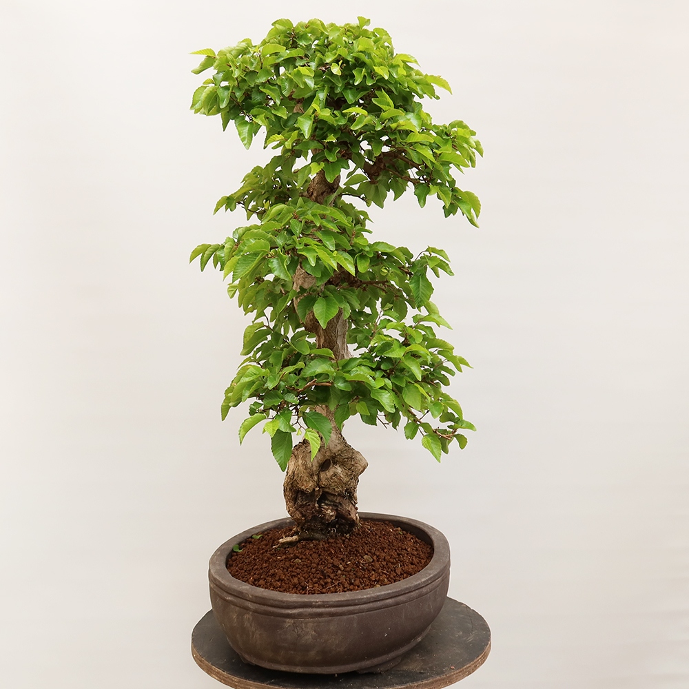 Bonsaï d'extérieur -Carpinus Coreana - Charme de Corée