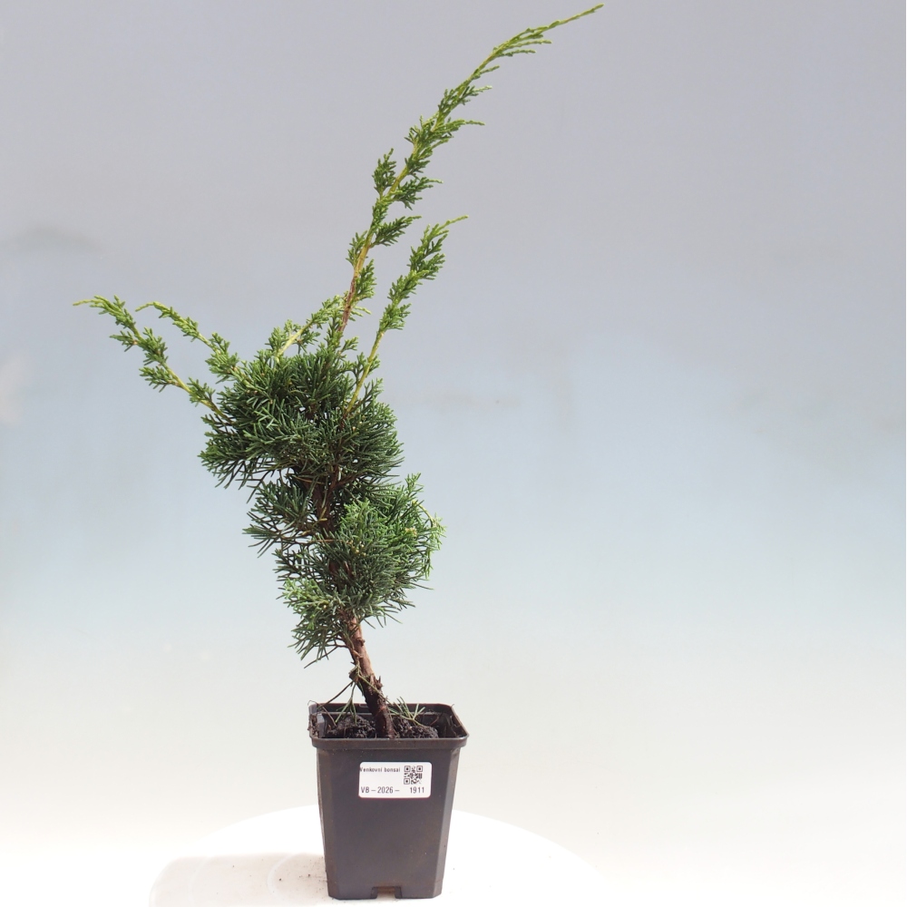 Bonsaï d'extérieur - Juniperus chinensis Kishu