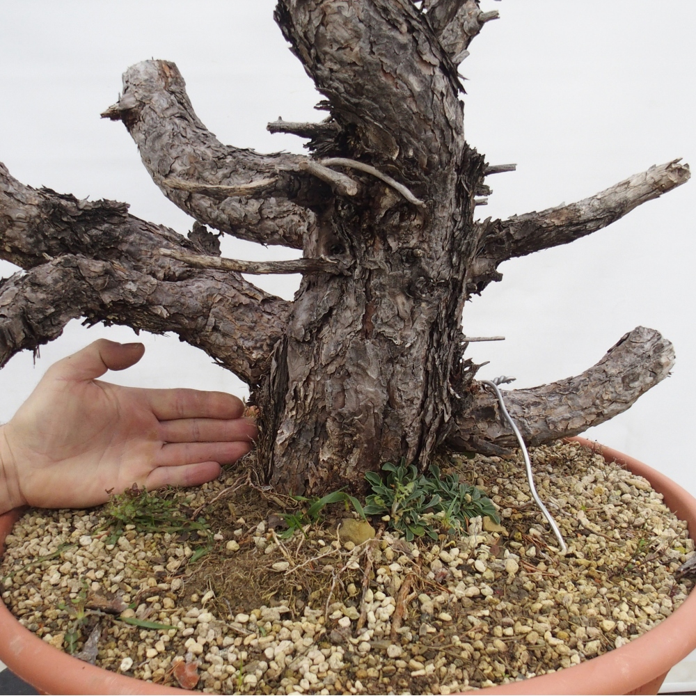 Yamadori - Pinus sylvestris Espagne