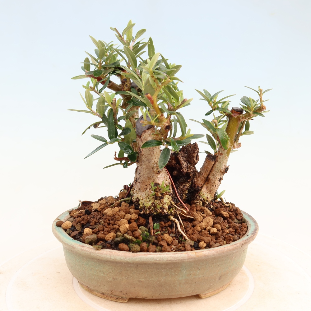 Bonsaï d'intérieur - Olea europaea sylvestris