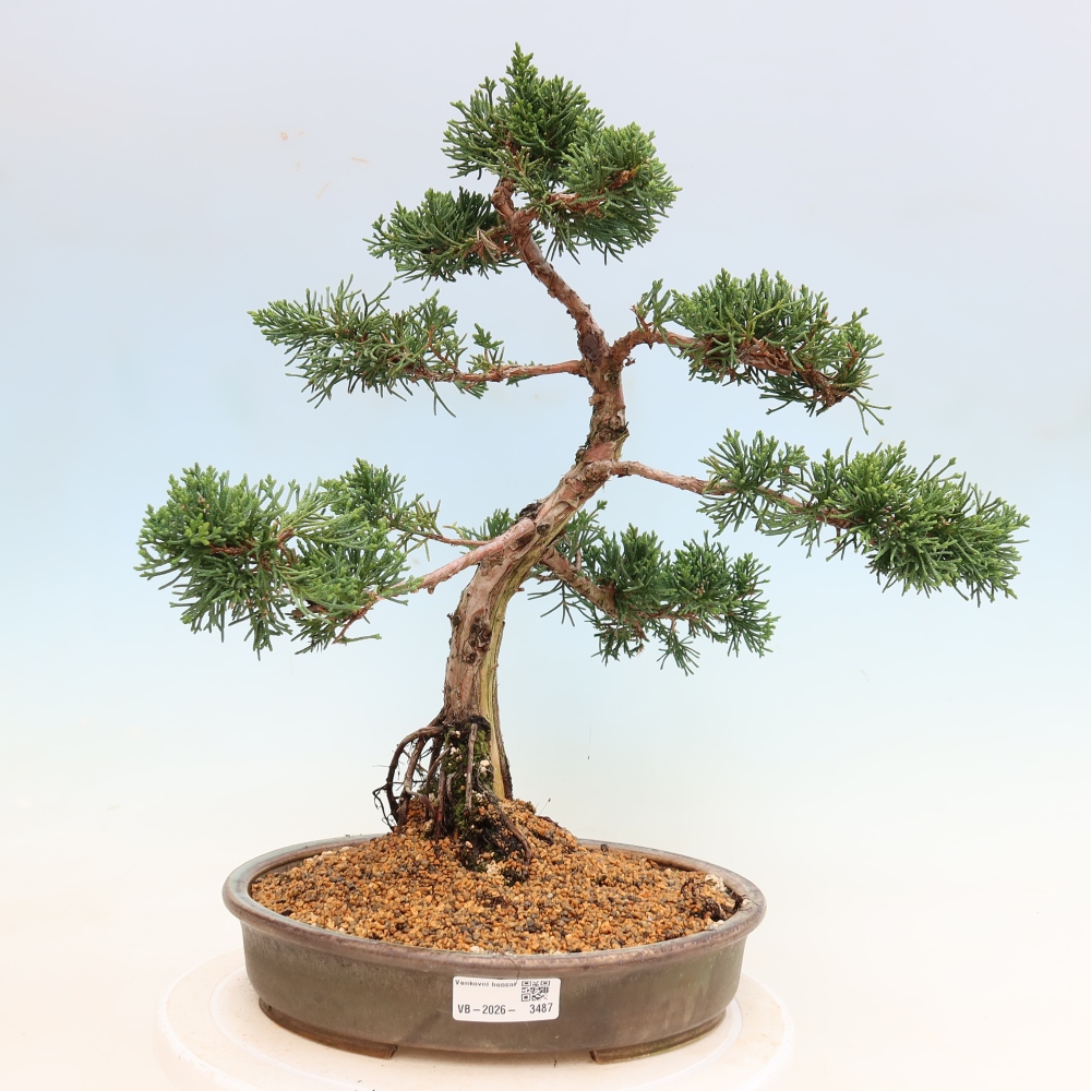 Bonsaï d'extérieur - Juniperus chinensis Kishu