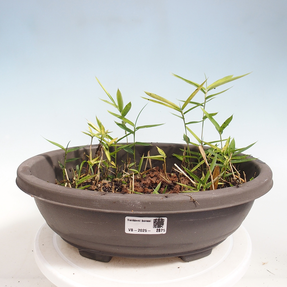 Bonsaï d'extérieur - Pleioblastus argenteostriatus f.pumilus - Bambou nain