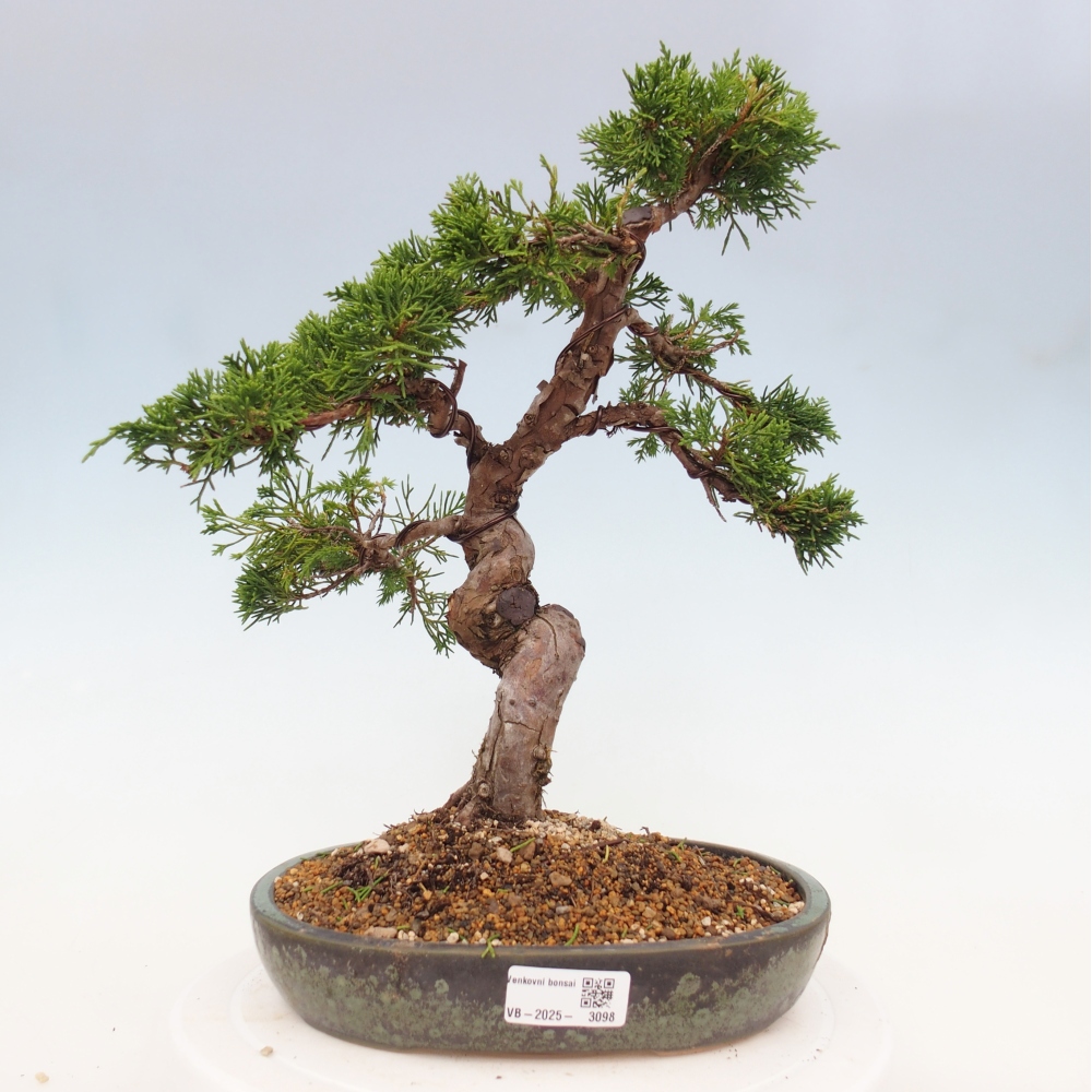 Bonsaï d'extérieur - Juniperus chinensis Itoigawa