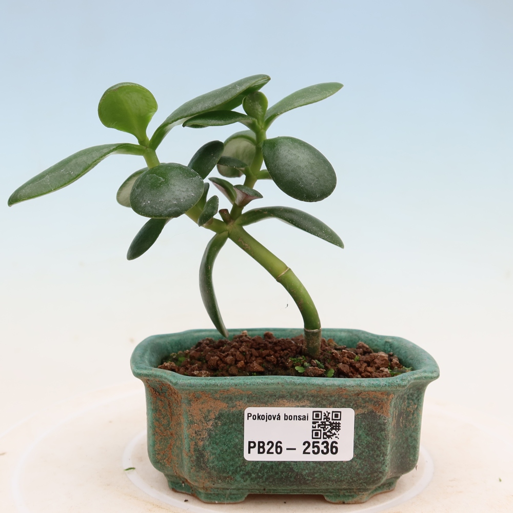 Bonsaï de chambre - Portulakaria Afra - Tlustice