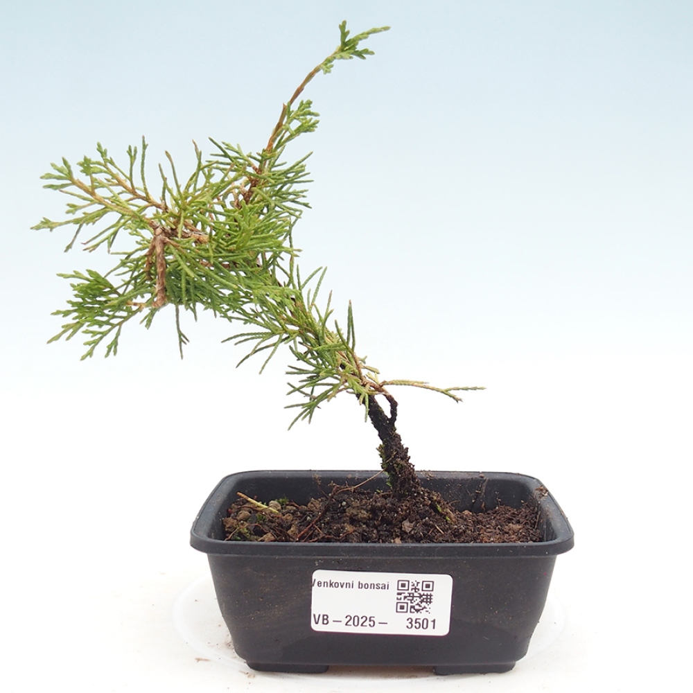 Bonsaï d'extérieur - Juniperus chinensis Itoigawa