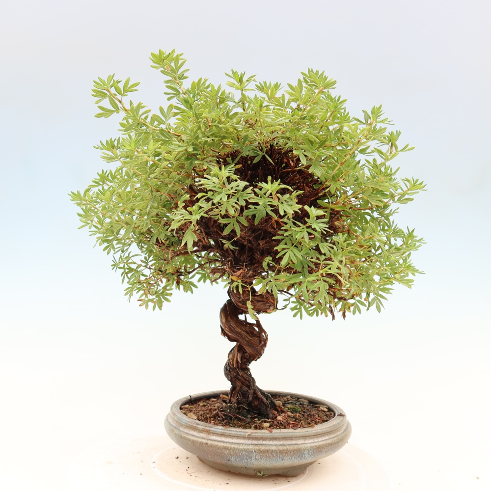 Bonsaï d'extérieur - Potentila fruticosa