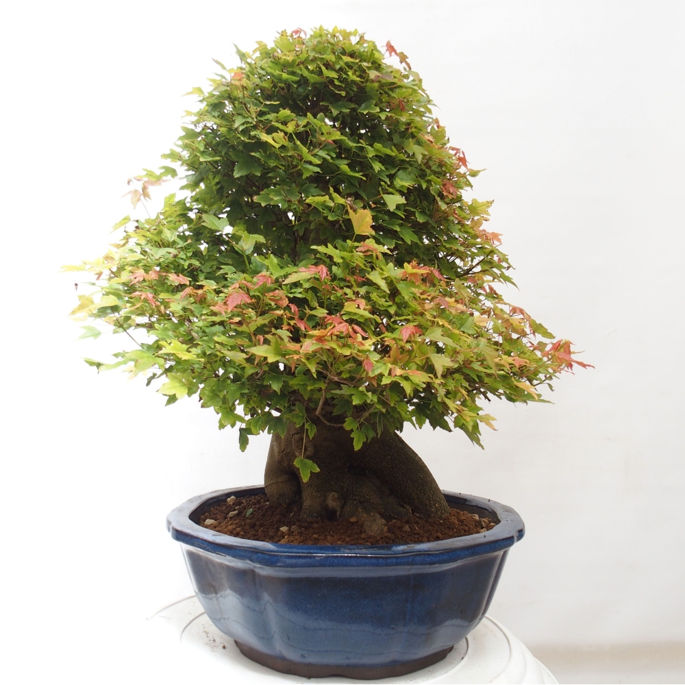 Bonsaï d'extérieur - Acer Buergerianum - Burger Maple