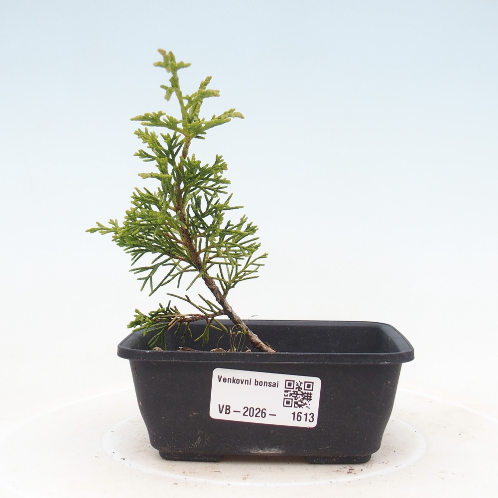 Bonsaï d'extérieur - Juniperus chinensis Itoigawa