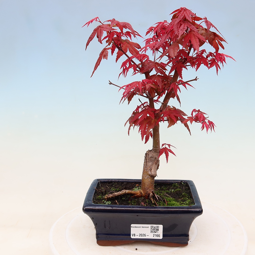 Bonsaï d'extérieur - Acer palmatum DESHOJO