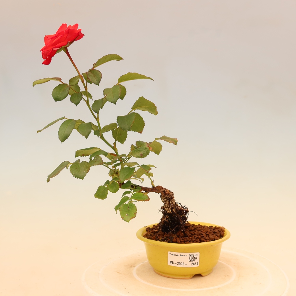 Bonsaï d'extérieur - Rosa Kordes - rose