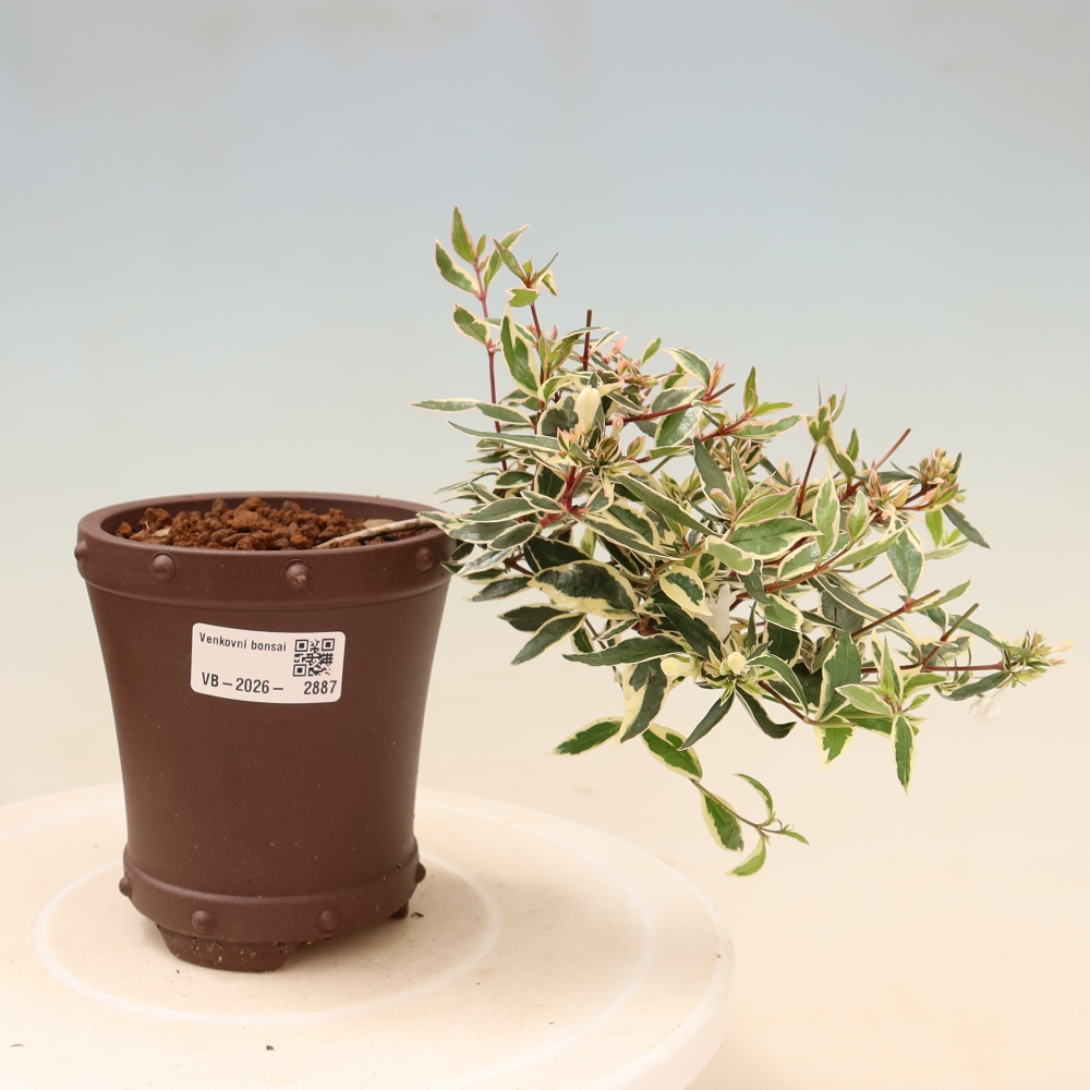Bonsaï d'extérieur - Abelia gr. Confetti - Abélie à grandes fleurs