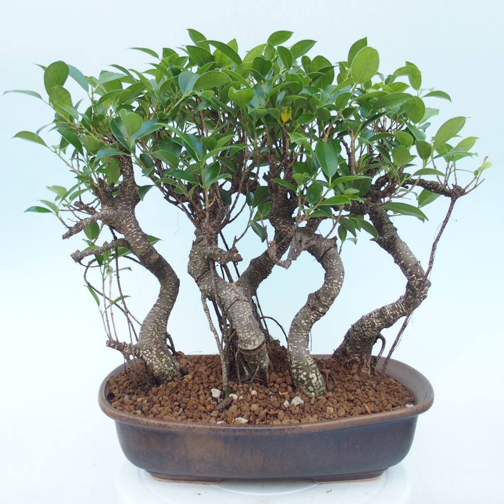 Salle bonsaï - Ficus kimmen - ficus à petites feuilles