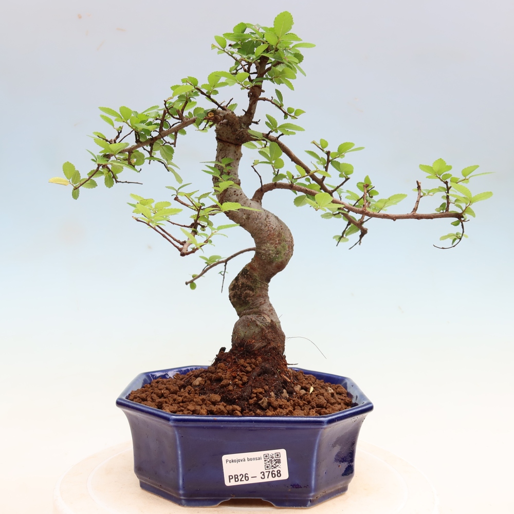 Bonsaï de chambre - Ulmus parvifolia - Orme à petites feuilles