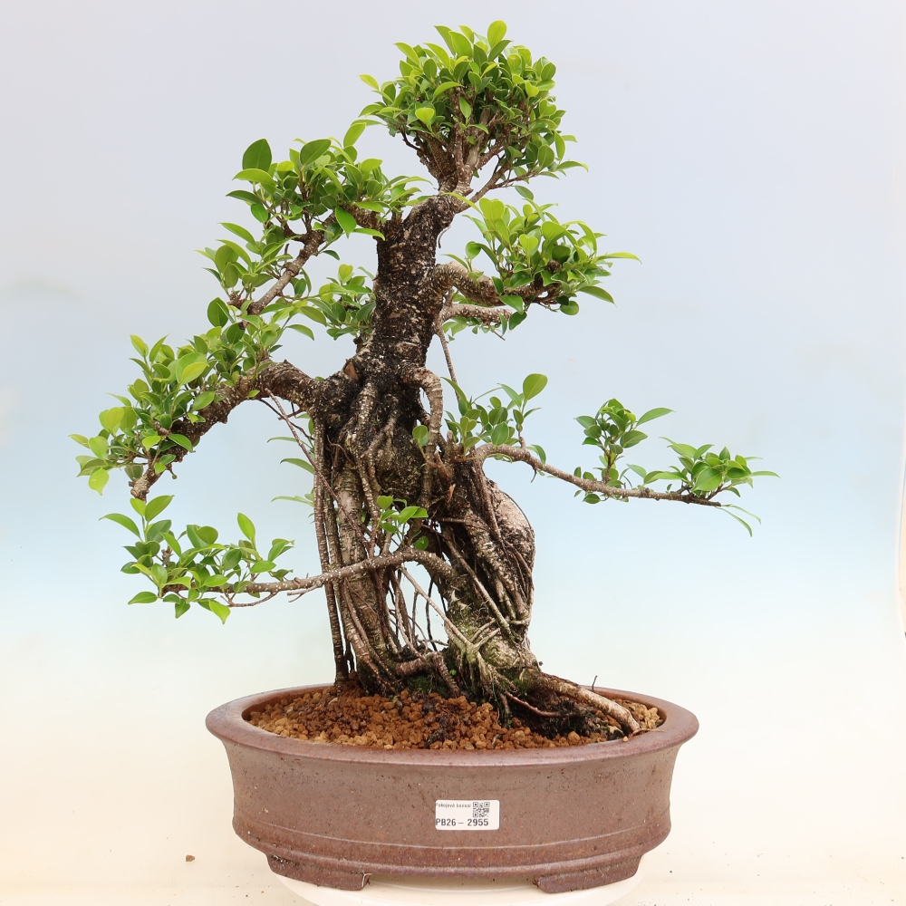 Salle bonsaï - Ficus kimmen - ficus à petites feuilles