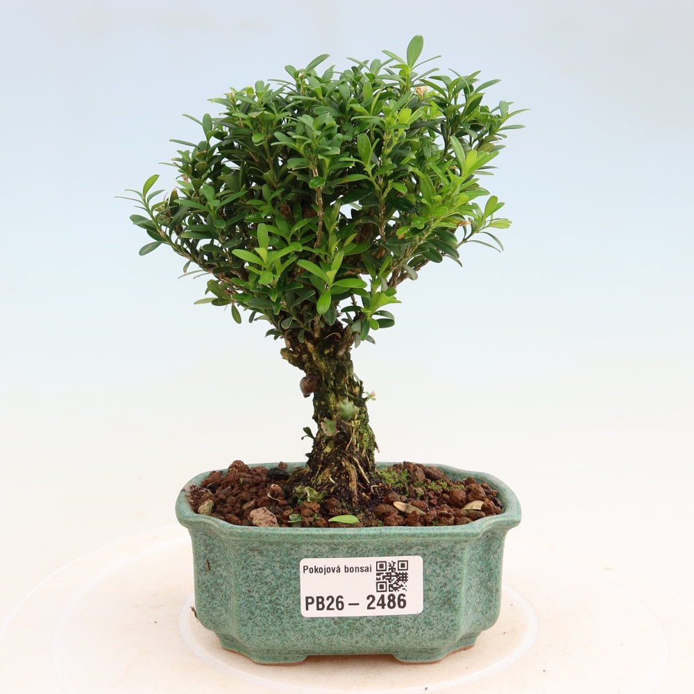 Bonsaï de chambre - Buxus harlandii - buxus liège
