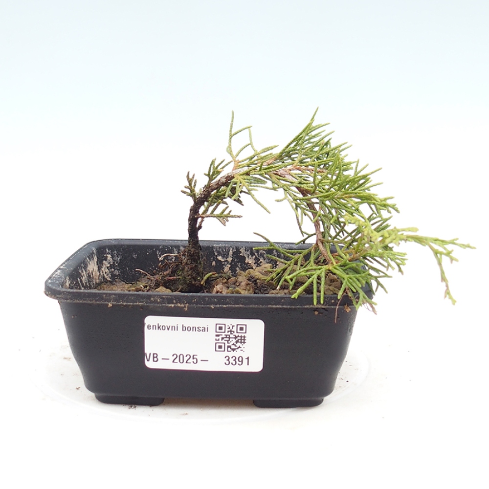 Bonsaï d'extérieur - Juniperus chinensis Itoigawa