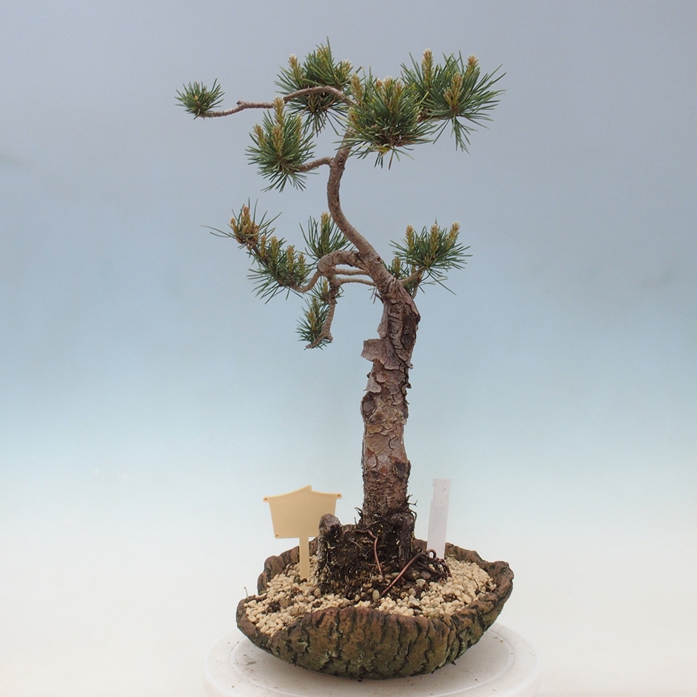 Bonsaï d'extérieur - Pinus Sylvestris Watererri - Pin sylvestre
