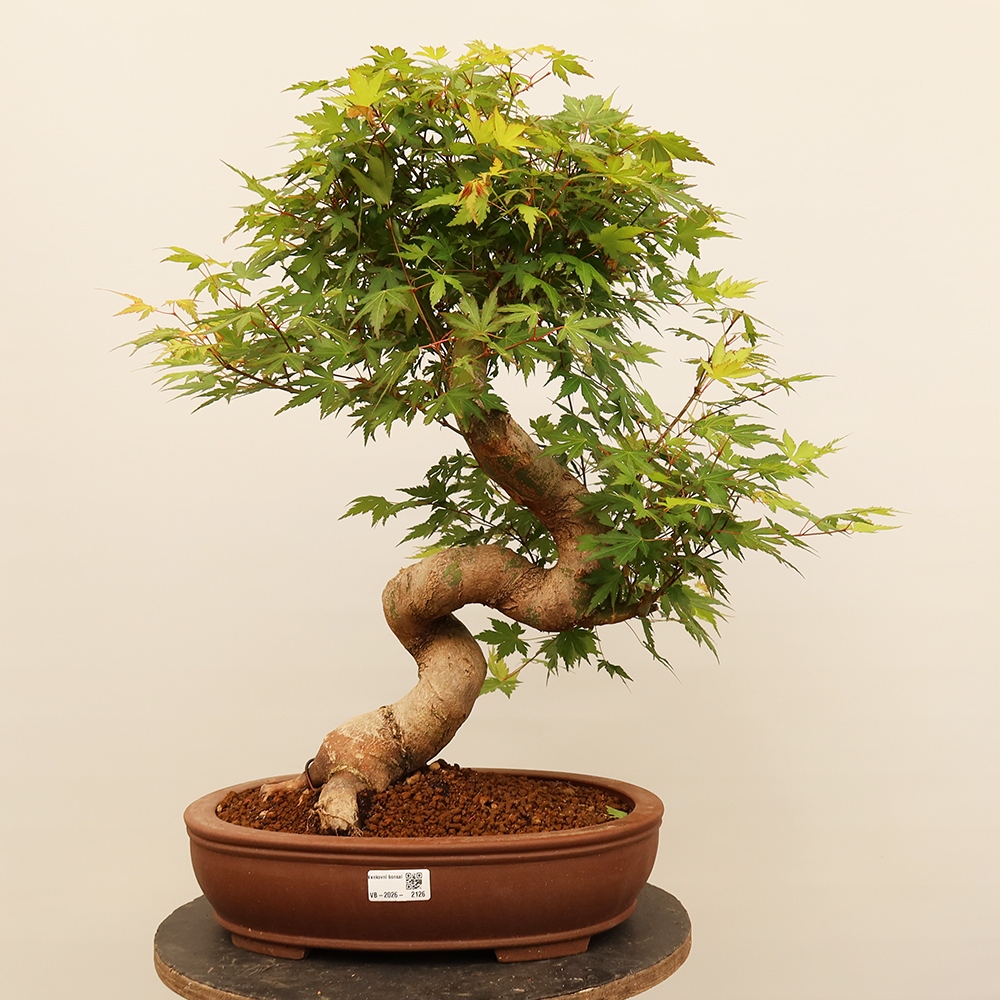 Bonsaïs d'extérieur - Maple palmatum - Palmiers