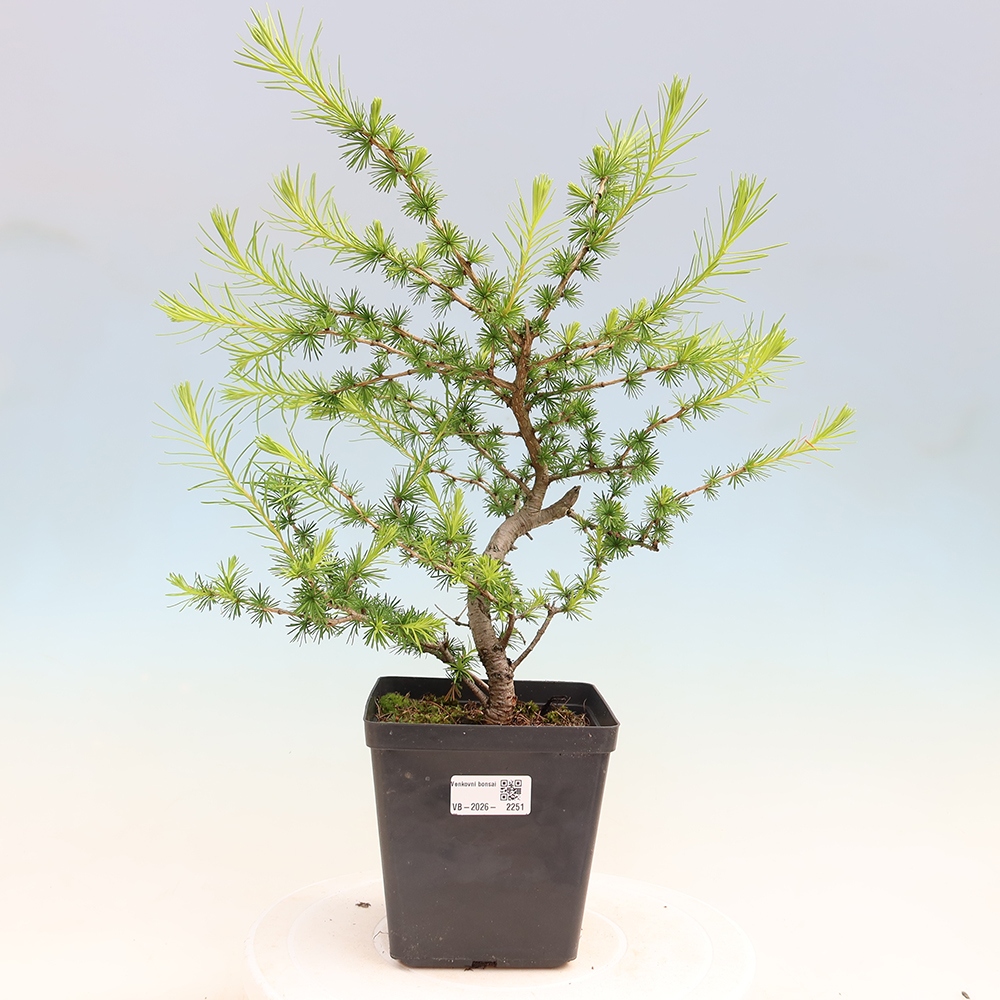 Bonsaï d'extérieur -Larix decidua - Mélèze