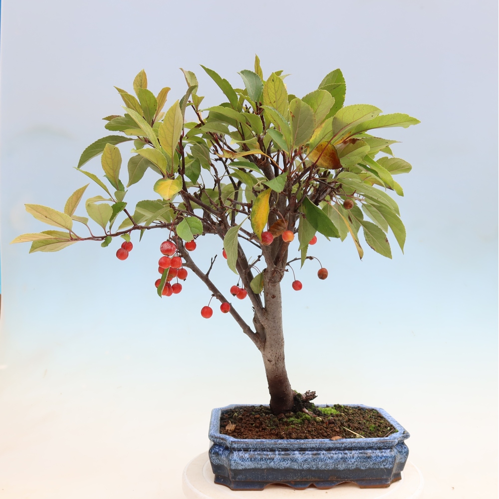 Bonsaï d'extérieur -Malus domestica - Pommier à petits fruits et à feuilles rouges
