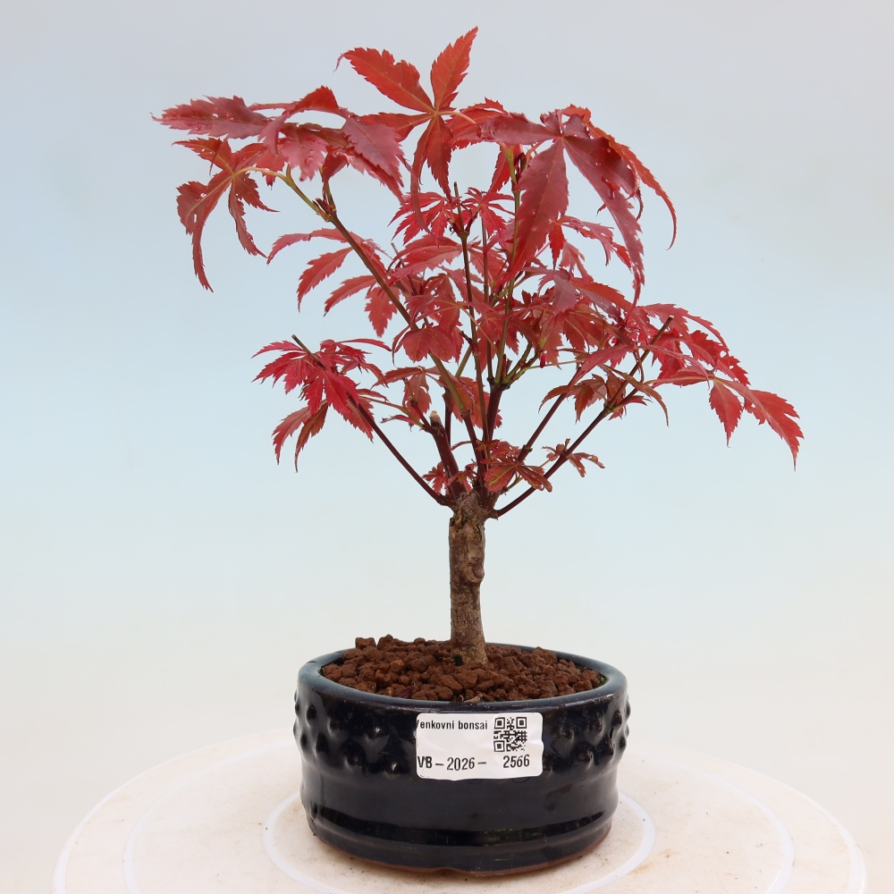 Bonsaï d'extérieur - Acer palm. Atropurpureum-Javor palmate