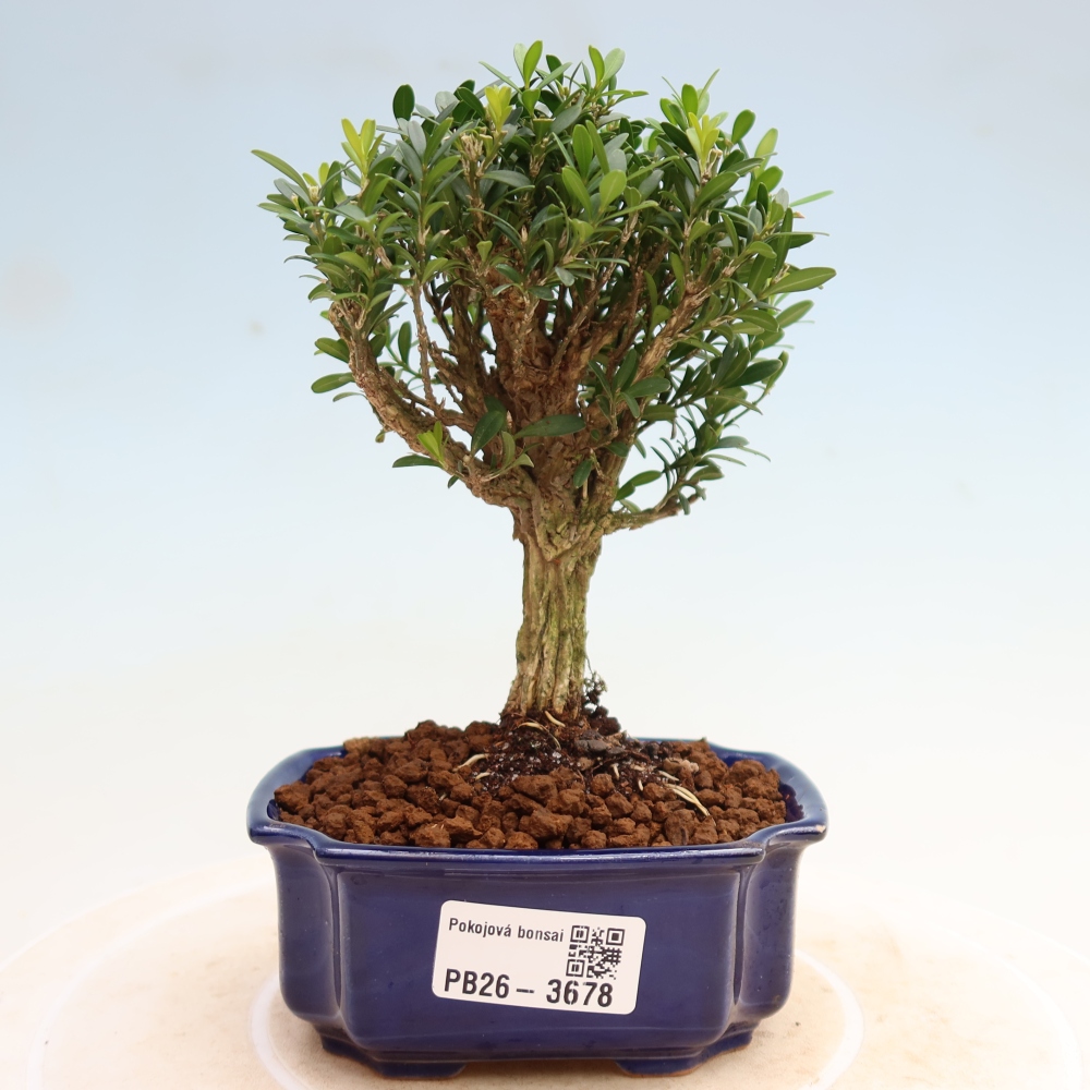 Bonsaï de chambre - Buxus harlandii - buxus liège