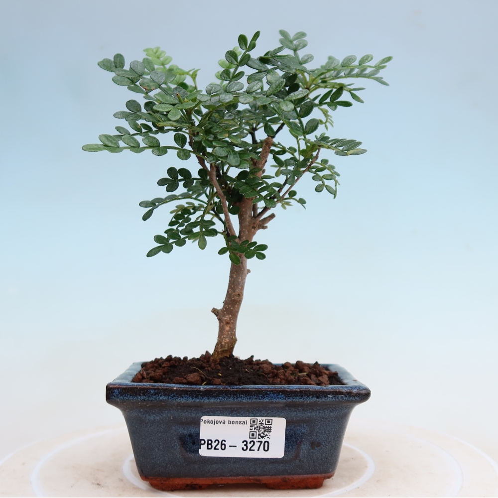 Salle bonsaï - Zantoxylum piperitum - arbre à poivre