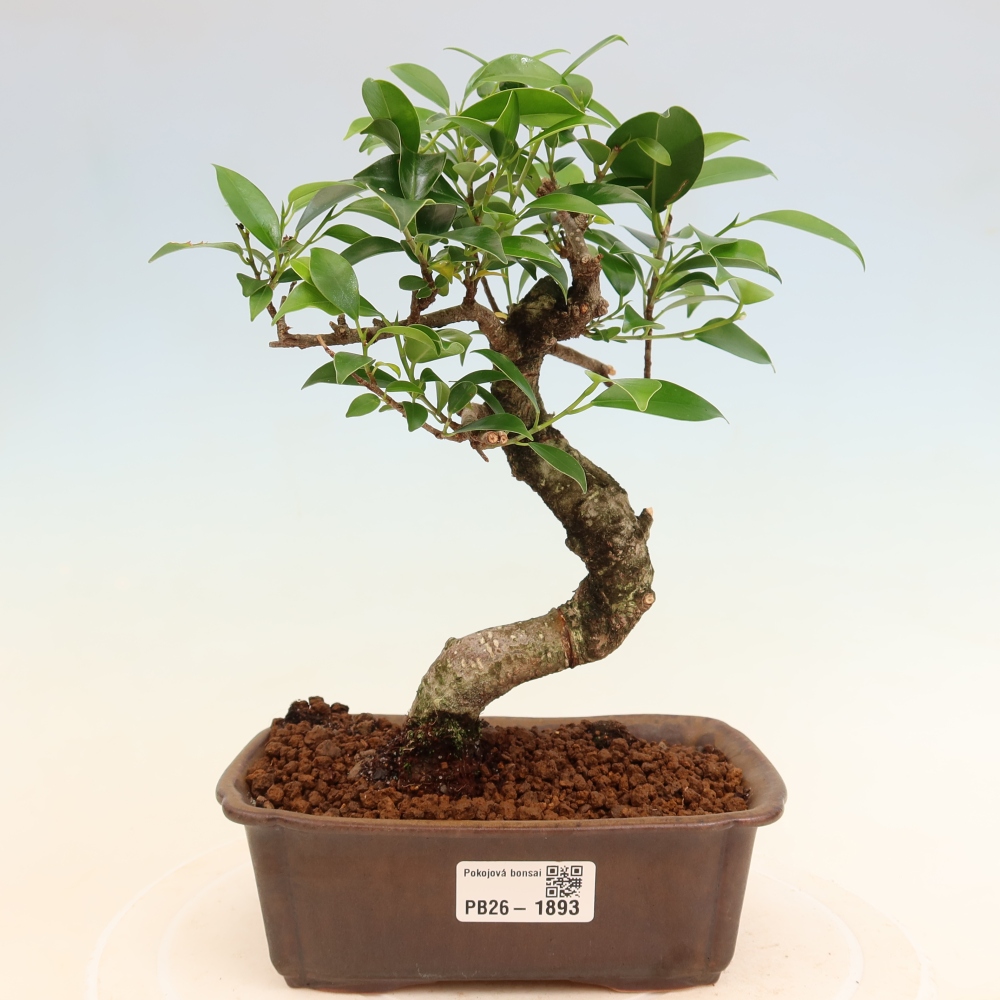 Salle bonsaï - Ficus retusa - ficus à petites feuilles