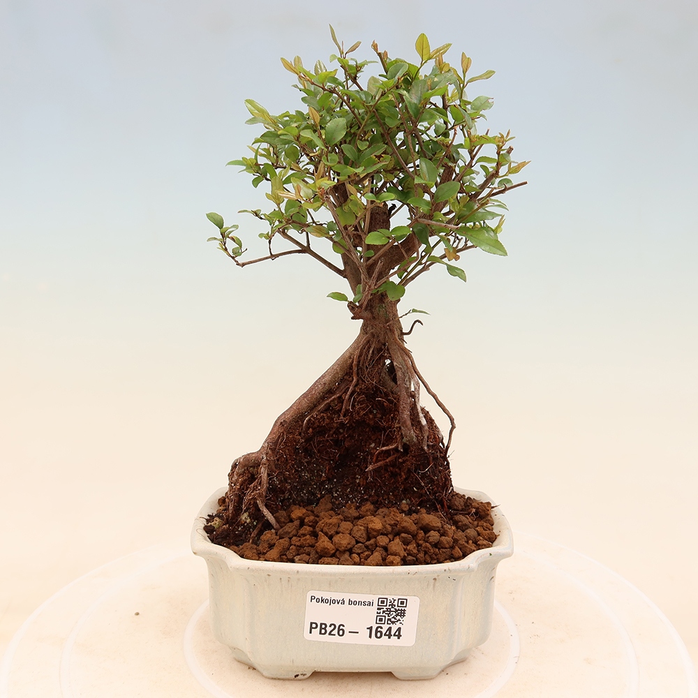 Bonsaï de chambre - Sageretia thea - Sageretia thea
