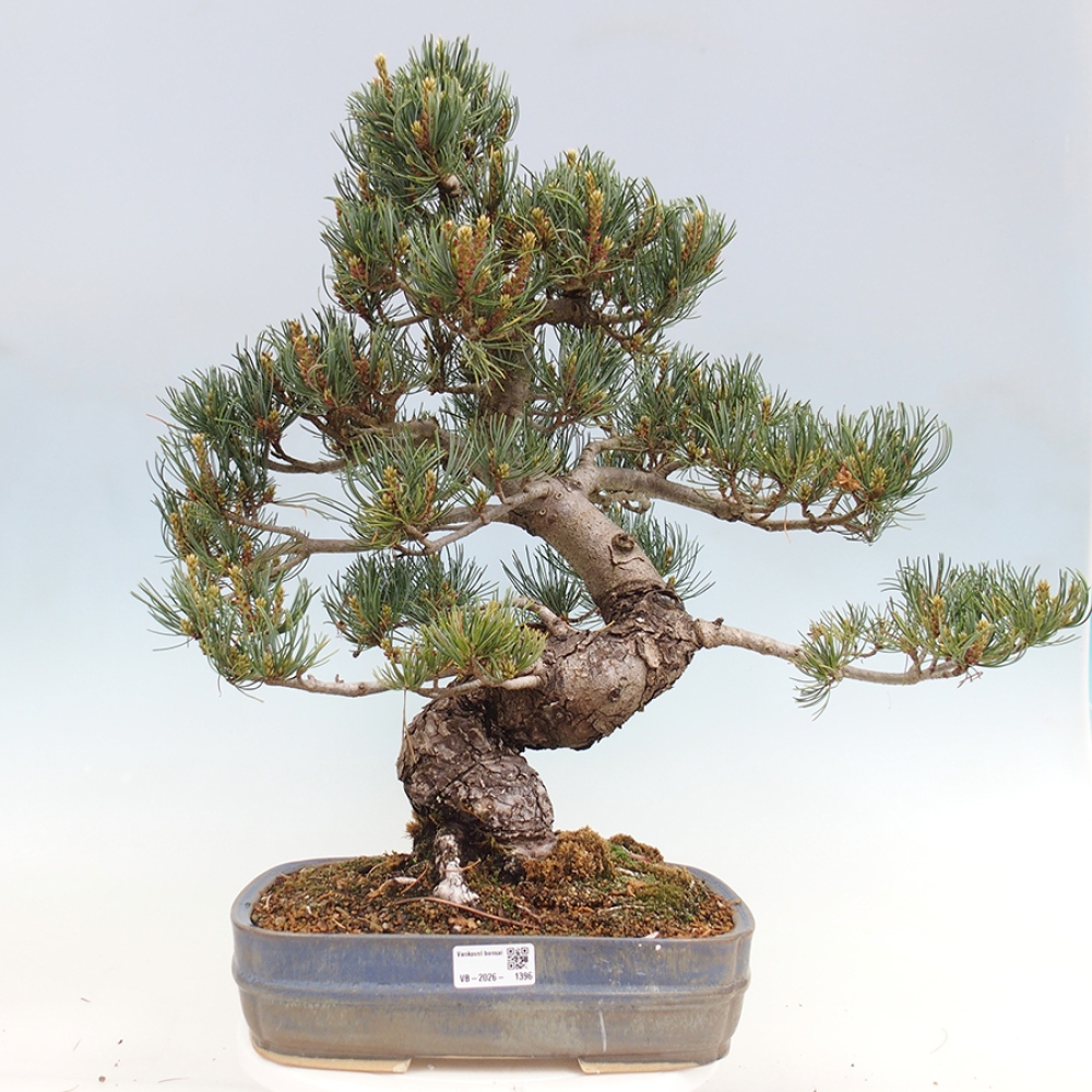 Bonsaï d'extérieur - Pinus parviflora - Pinus parviflora