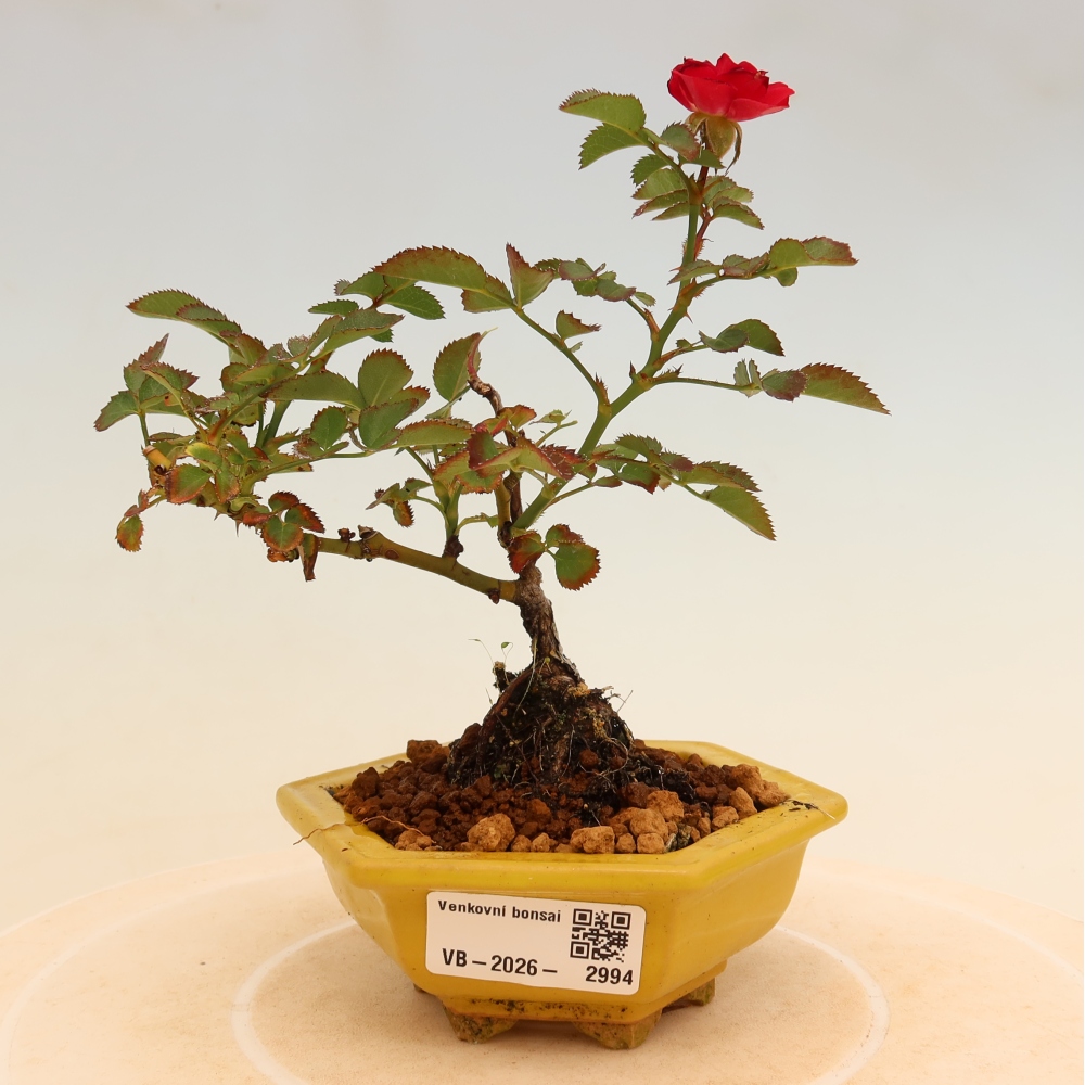 Bonsaï d'extérieur - Rosa Kordes - rose