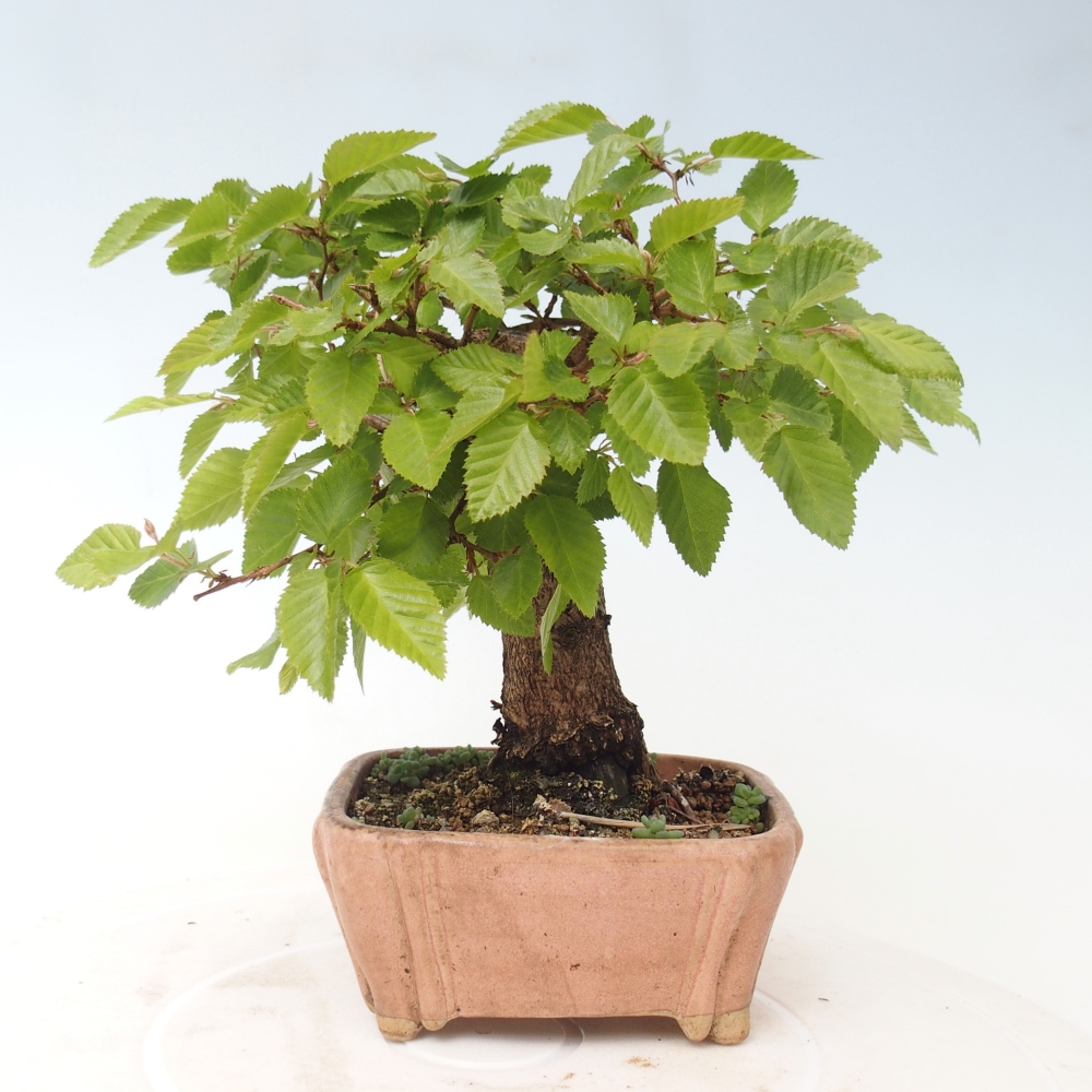 Bonsaï d'extérieur -Carpinus CARPINOIDES - Charme de Corée