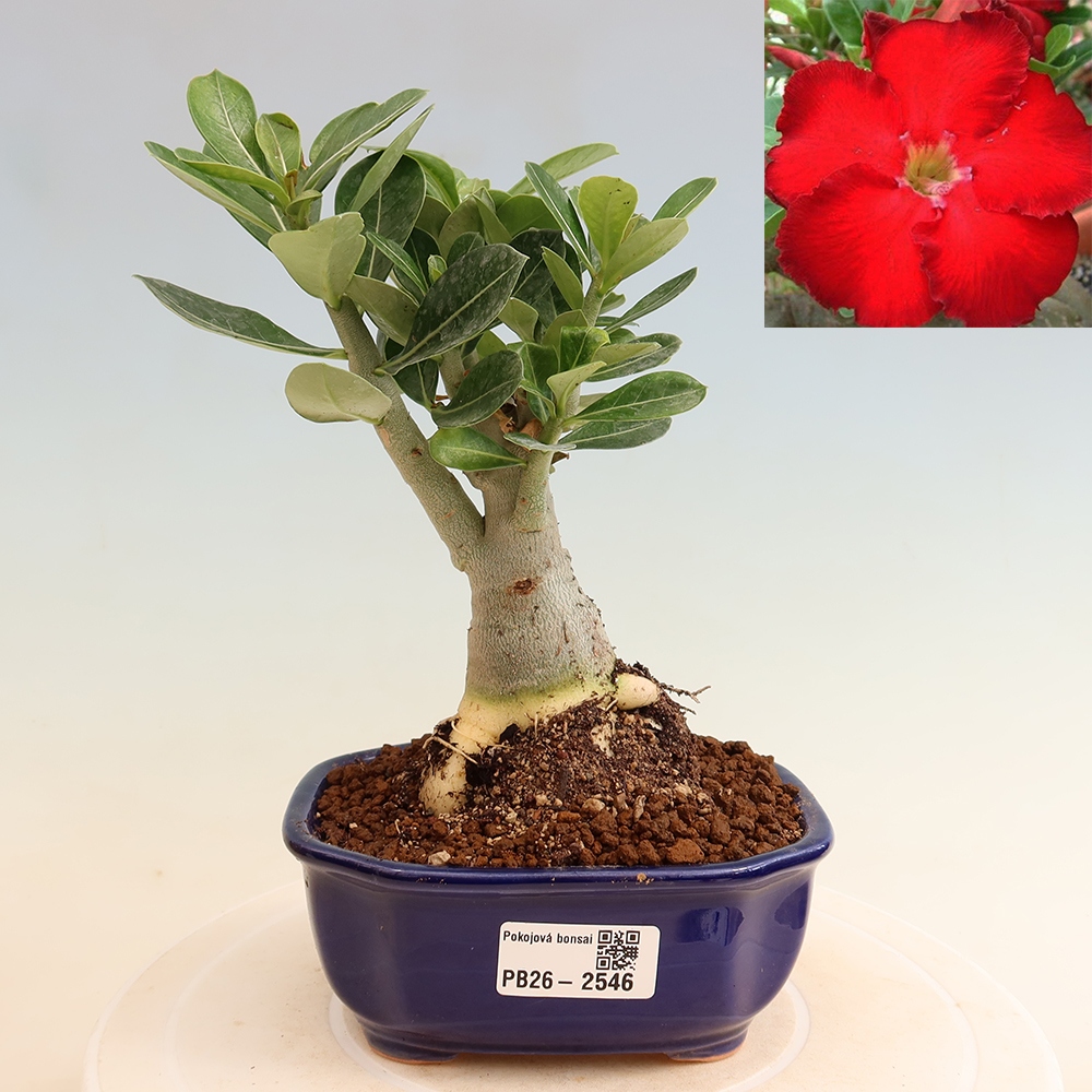 Bonsaï d'intérieur - Adenium obesum Red Star - Rose du désert