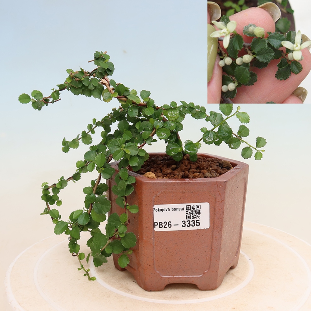 Bonsaï de chambre - Grewia sp. - Grewia malafolia