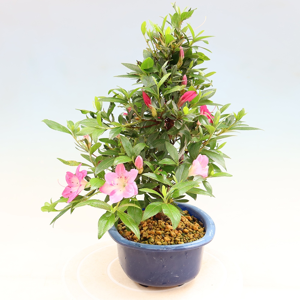 Bonsaï d'extérieur - Azalée japonaise - Azalea Reiko
