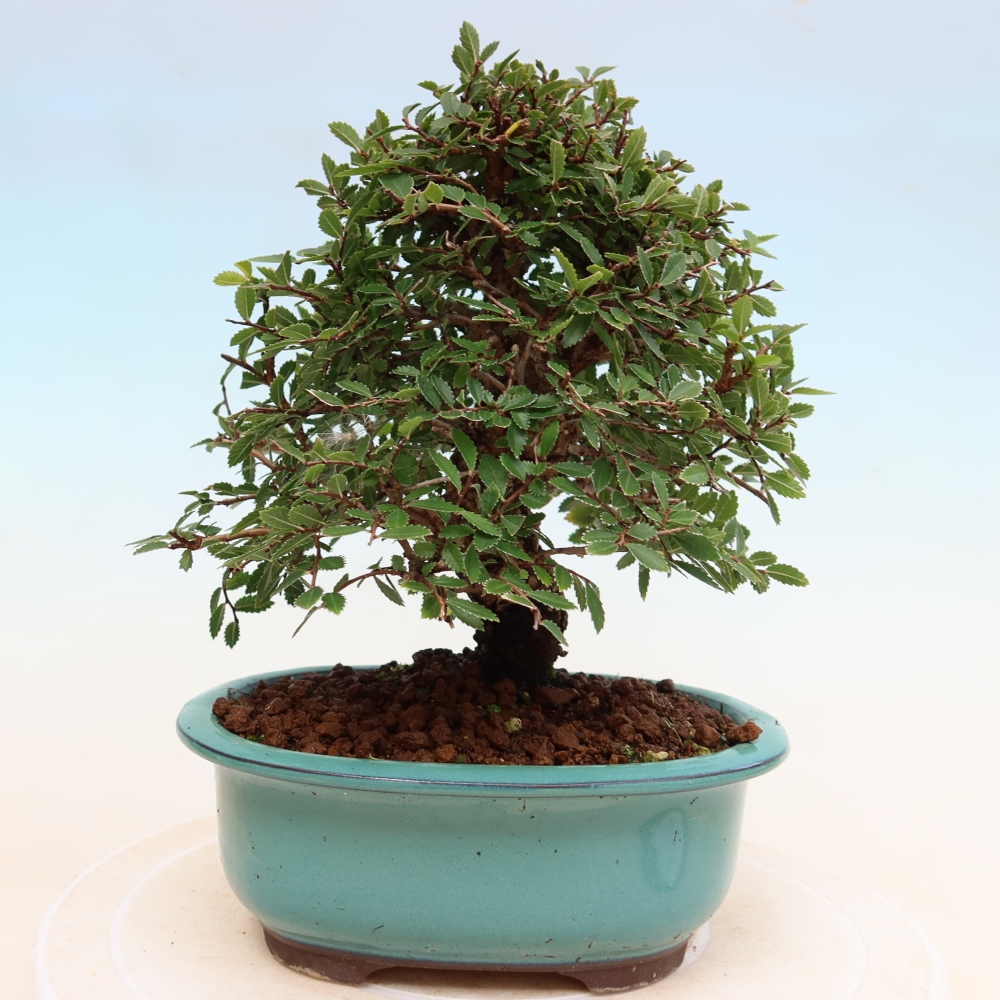Bonsaï d'extérieur - Zelkova - Zelkova NIRE