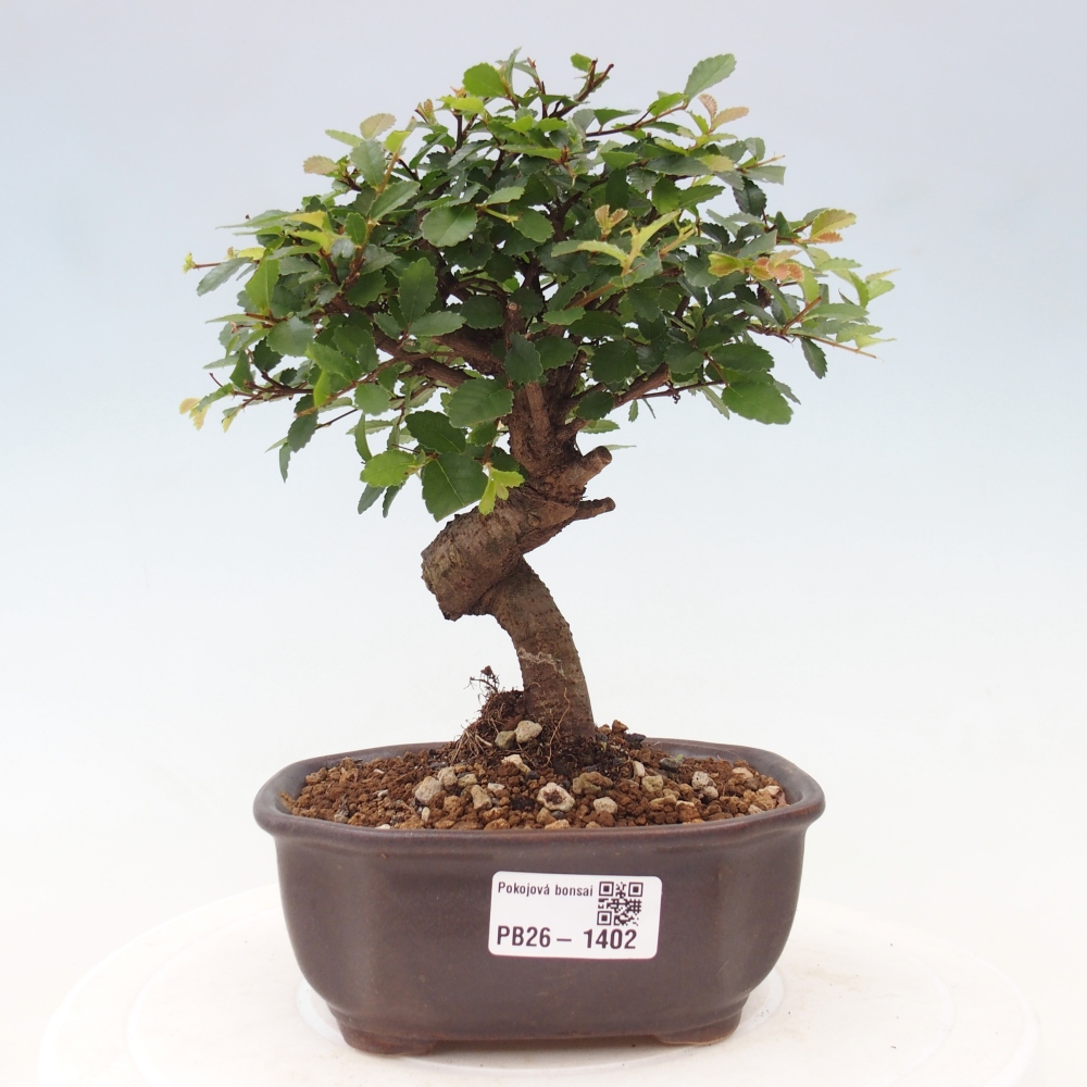 Bonsaï de chambre - Ulmus parvifolia - Orme à petites feuilles