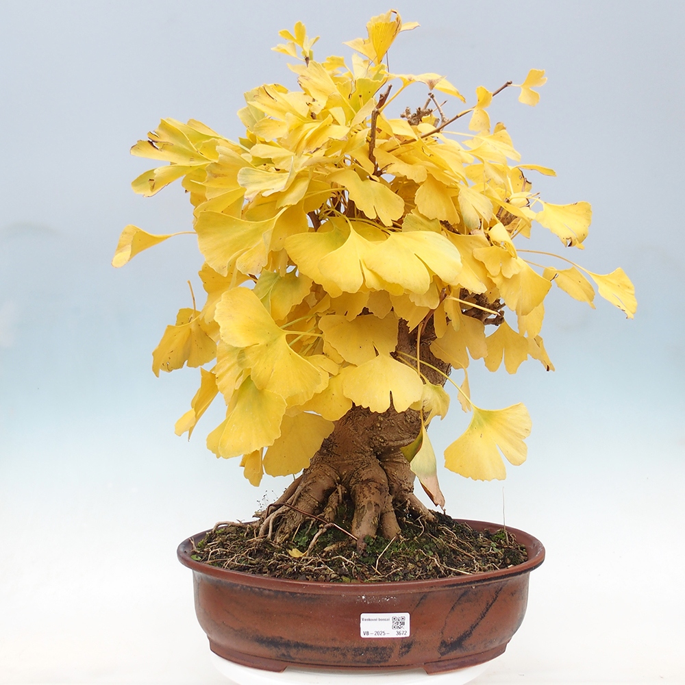 Bonsaïs d'extérieur - Ginkgo biloba - Ginkgo biloba