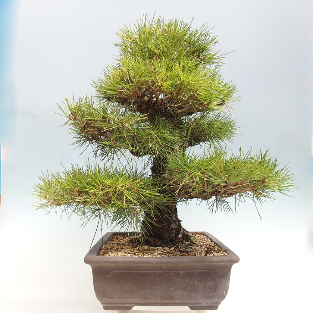 Bonsaï d'extérieur - Pinus thunbergii - Pin de Thunberg
