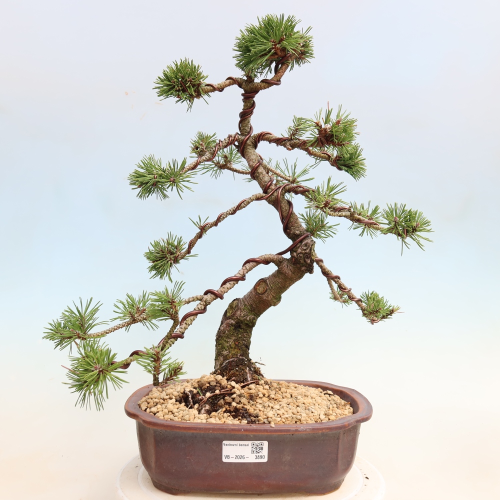 Bonsaï d'extérieur - Pinus mugo Humpy  - Pin nain