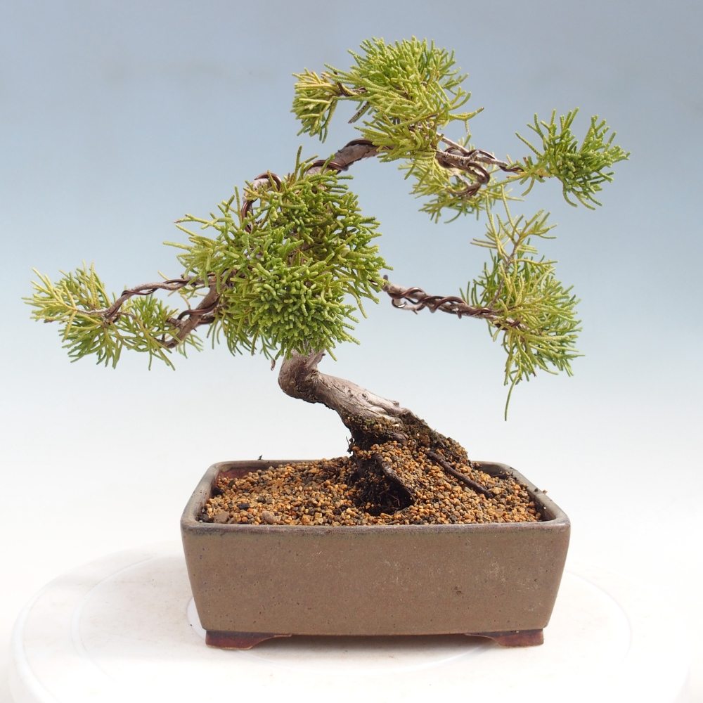 Bonsaï d'extérieur - Juniperus chinensis Kishu