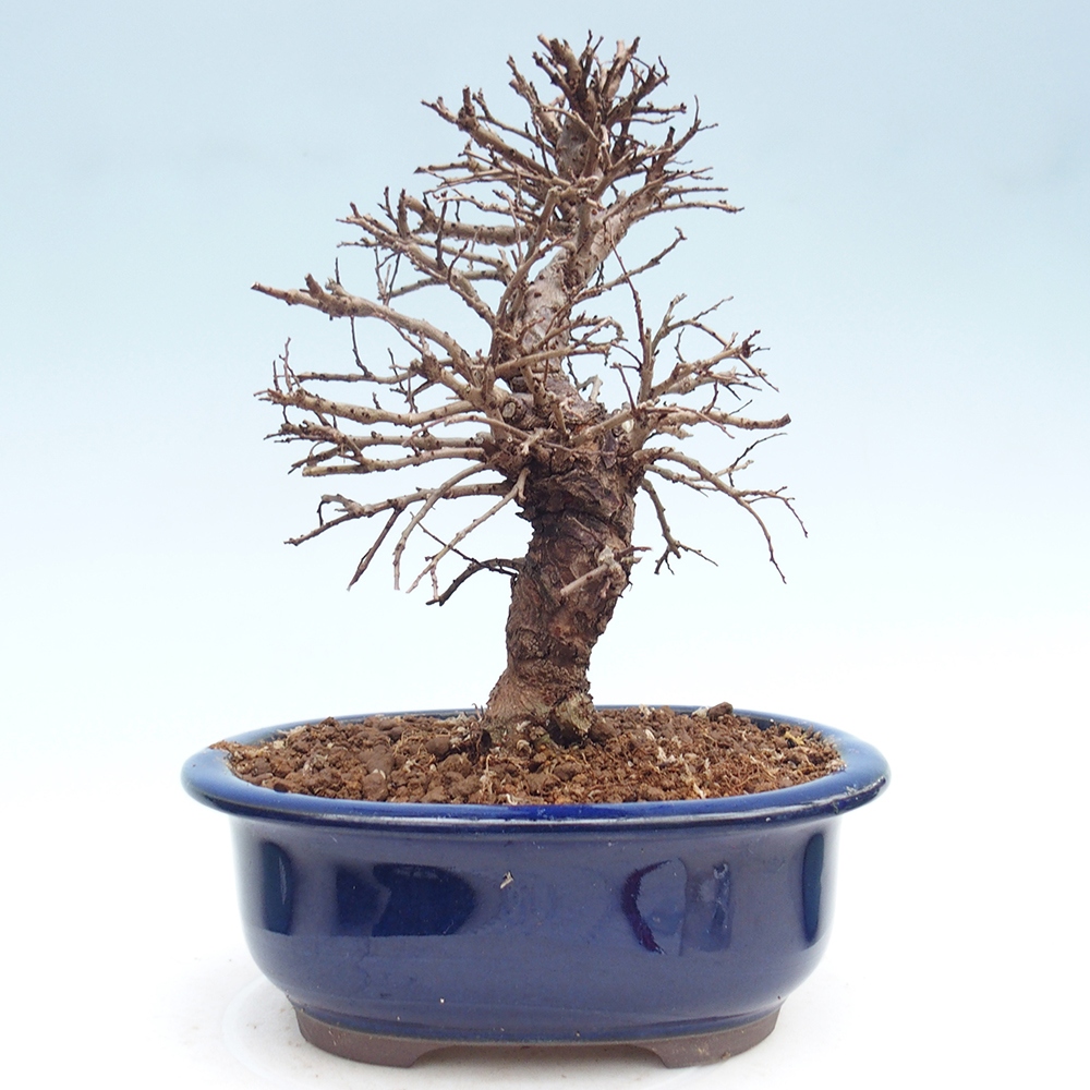 Bonsaï d'extérieur - Zelkova - Zelkova NIRE
