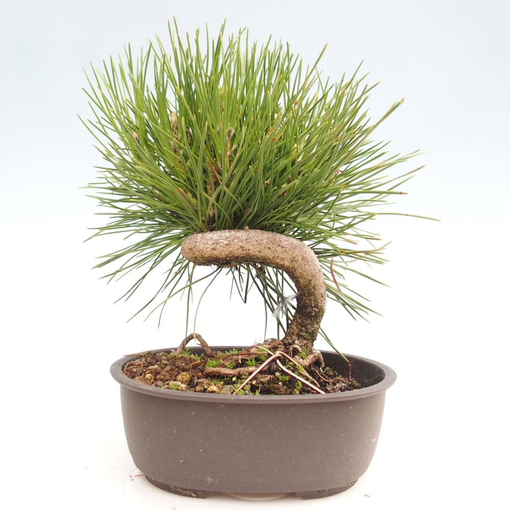 Bonsaï d'extérieur - Pinus thunbergii - Pin de Thunberg